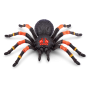 Игрушка ZURU Robo Alive интерактивная Тарантул в асс.