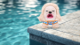 Плюшевая игрушка Zuru Fuggler Hedge Grog - cream Плюшевая игрушка Zuru Fuggler Hedge Grog - cream